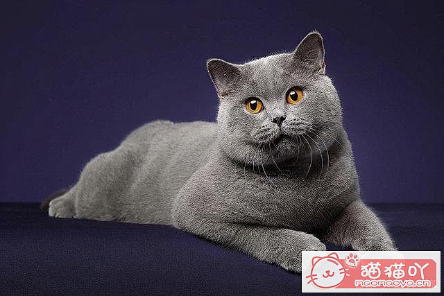 《掉毛很“厉害”的7种猫》原文配图7