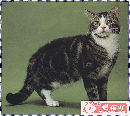 《世界上最贵的十种猫咪排名》原文配图4