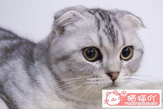 《世界上最贵的十种猫咪排名》原文配图6