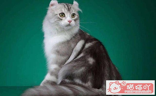 《世界上最贵的十种猫咪排名》原文配图5