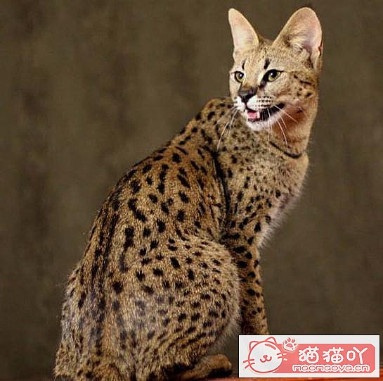 《世界上最贵的十种猫咪排名》原文配图9