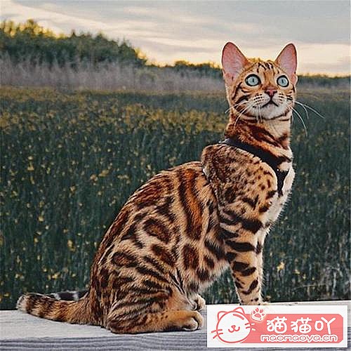 《世界上最贵的十种猫咪排名》原文配图10