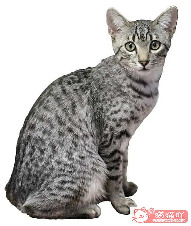 《世界上最贵顶级奢侈猫品种排行榜top19》原文配图4