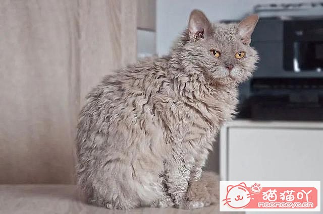 《世界上最贵顶级奢侈猫品种排行榜top19》原文配图2