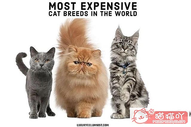 《世界上最贵顶级奢侈猫品种排行榜top19》原文配图1