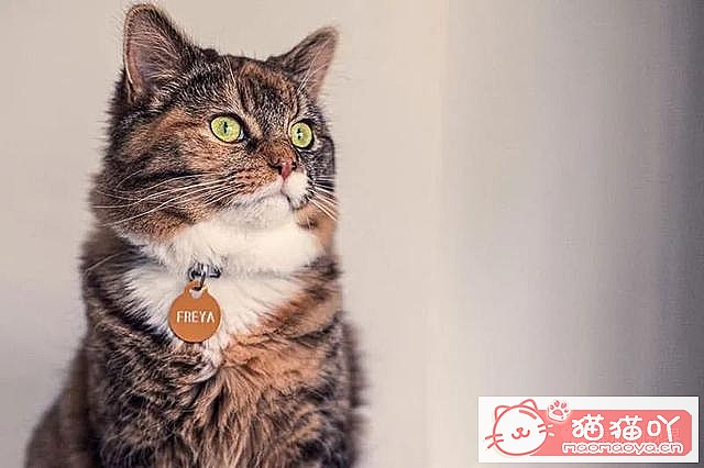 《世界上最贵顶级奢侈猫品种排行榜top19》原文配图3