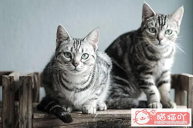 《世界上最贵顶级奢侈猫品种排行榜top19》原文配图5