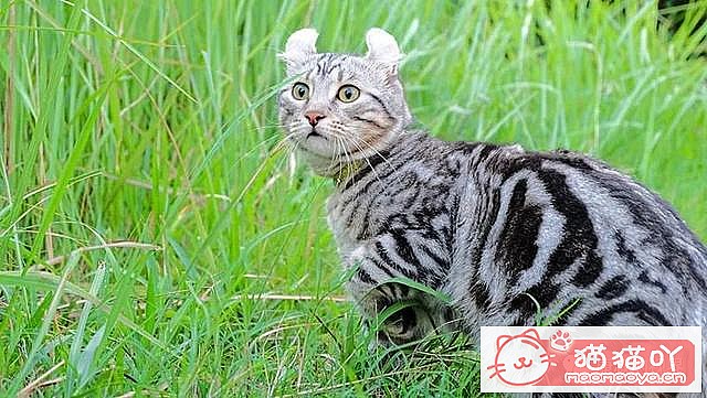 《世界上最贵顶级奢侈猫品种排行榜top19》原文配图7