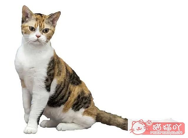 《世界上最贵顶级奢侈猫品种排行榜top19》原文配图6