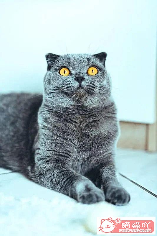 《世界上最贵顶级奢侈猫品种排行榜top19》原文配图11