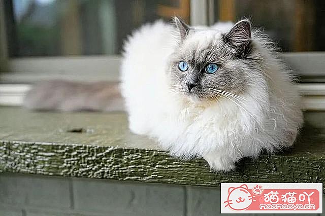 《世界上最贵顶级奢侈猫品种排行榜top19》原文配图8