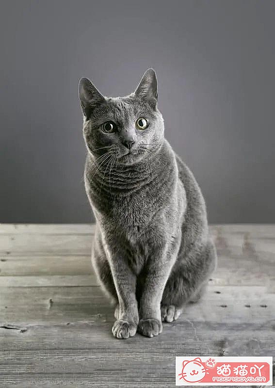 《世界上最贵顶级奢侈猫品种排行榜top19》原文配图12