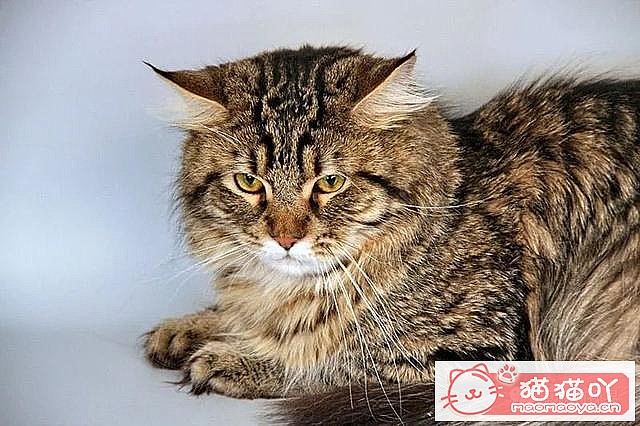 《世界上最贵顶级奢侈猫品种排行榜top19》原文配图9