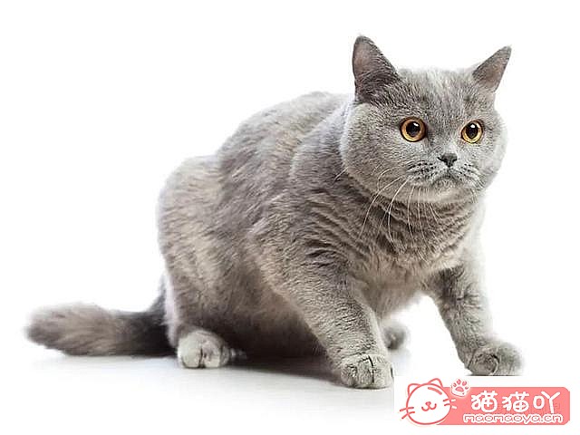 《世界上最贵顶级奢侈猫品种排行榜top19》原文配图10