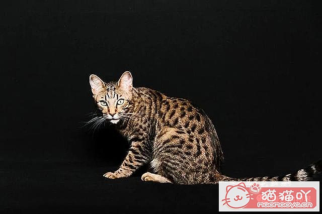 《世界上最贵顶级奢侈猫品种排行榜top19》原文配图15