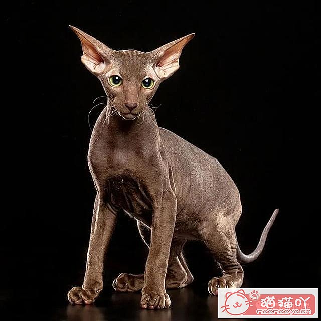 《世界上最贵顶级奢侈猫品种排行榜top19》原文配图16