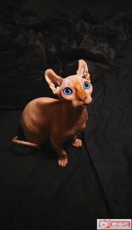 《世界上最贵顶级奢侈猫品种排行榜top19》原文配图13