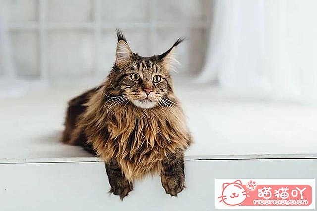 《世界上最贵顶级奢侈猫品种排行榜top19》原文配图14