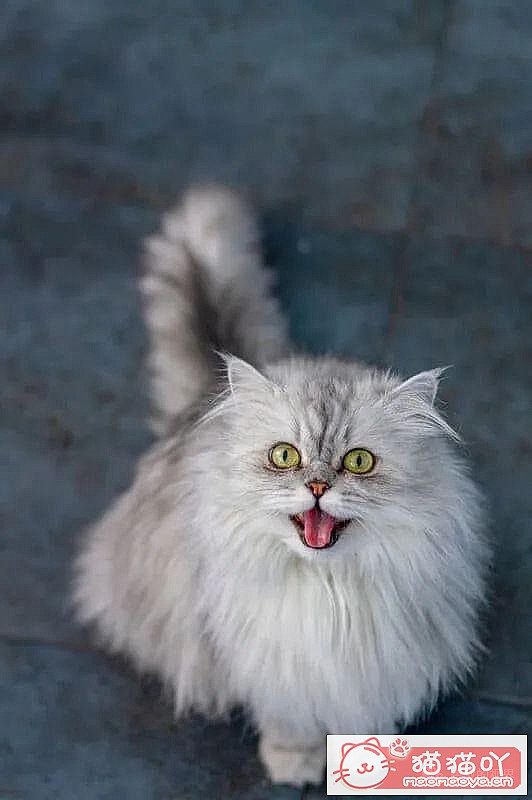 《世界上最贵顶级奢侈猫品种排行榜top19》原文配图17