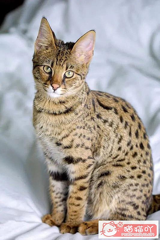 《世界上最贵顶级奢侈猫品种排行榜top19》原文配图20