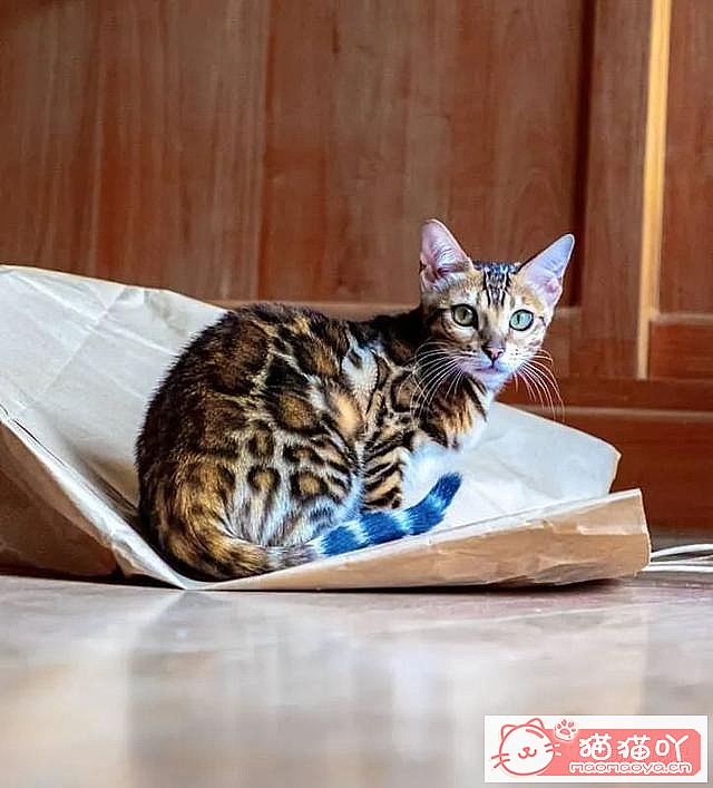 《世界上最贵顶级奢侈猫品种排行榜top19》原文配图19