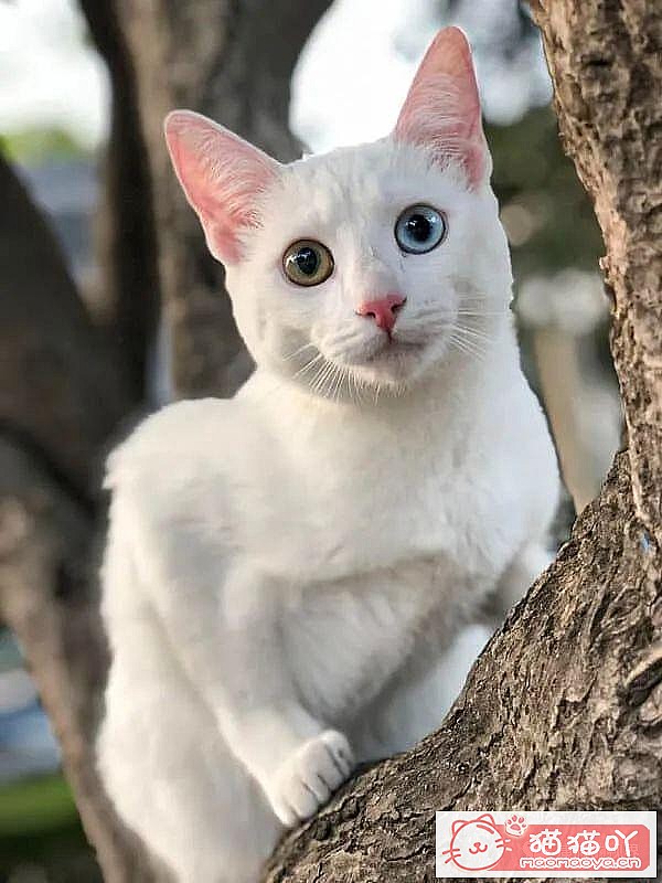 《世界上最贵顶级奢侈猫品种排行榜top19》原文配图18