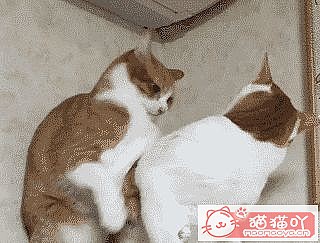 《猫界最“乖巧听话”的七种猫咪》原文配图1