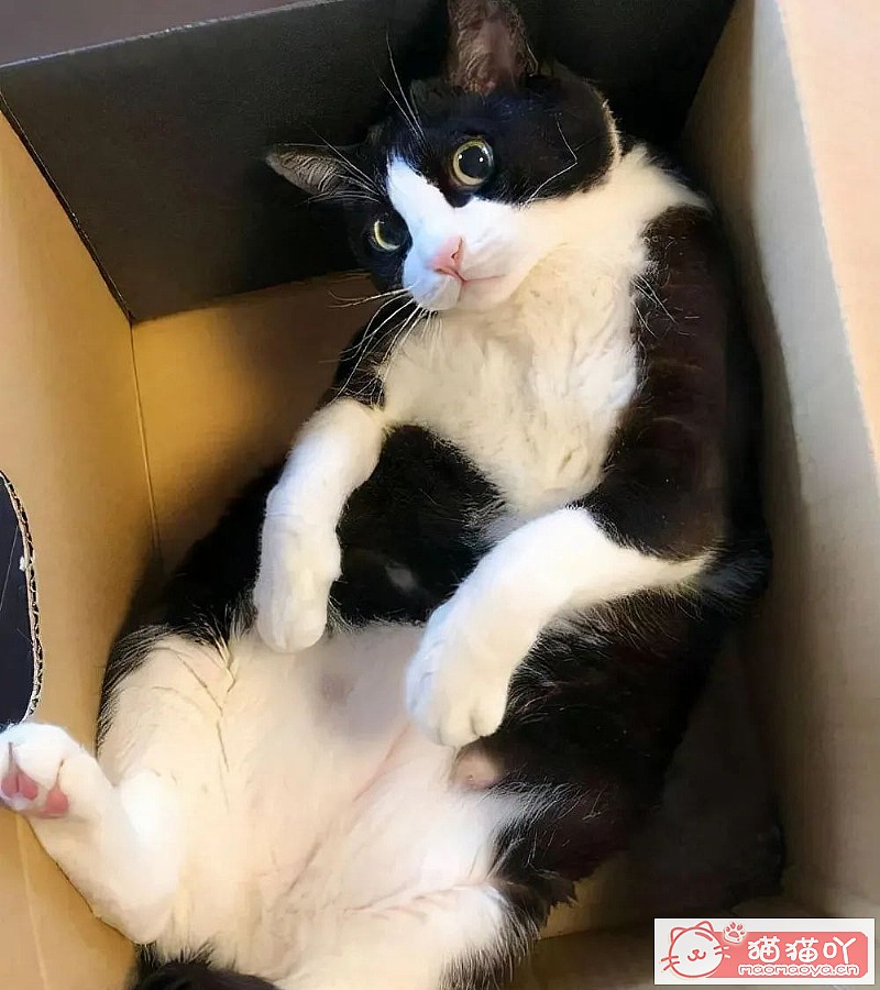 《猫界最“乖巧听话”的七种猫咪》原文配图4