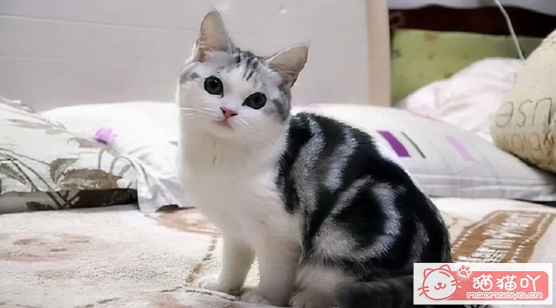 《猫界最“乖巧听话”的七种猫咪》原文配图2