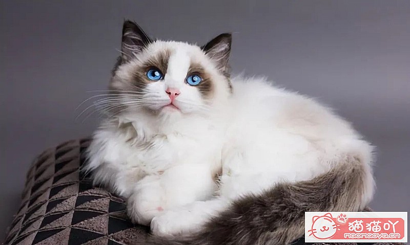 《猫界最“乖巧听话”的七种猫咪》原文配图5