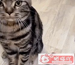 《猫界最“乖巧听话”的七种猫咪》原文配图3