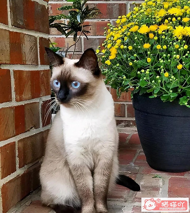《猫界最“乖巧听话”的七种猫咪》原文配图7
