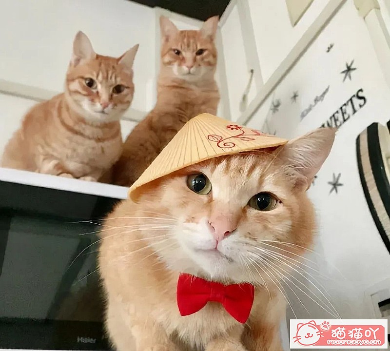 《猫界最“乖巧听话”的七种猫咪》原文配图8