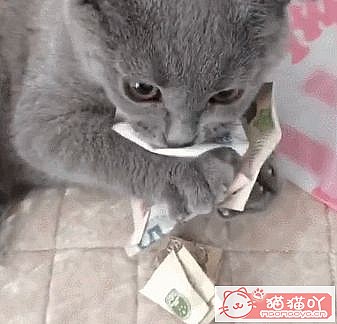 《猫界最“乖巧听话”的七种猫咪》原文配图6