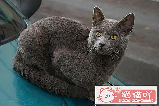 《世界上公认最聪明的5种猫咪》原文配图3