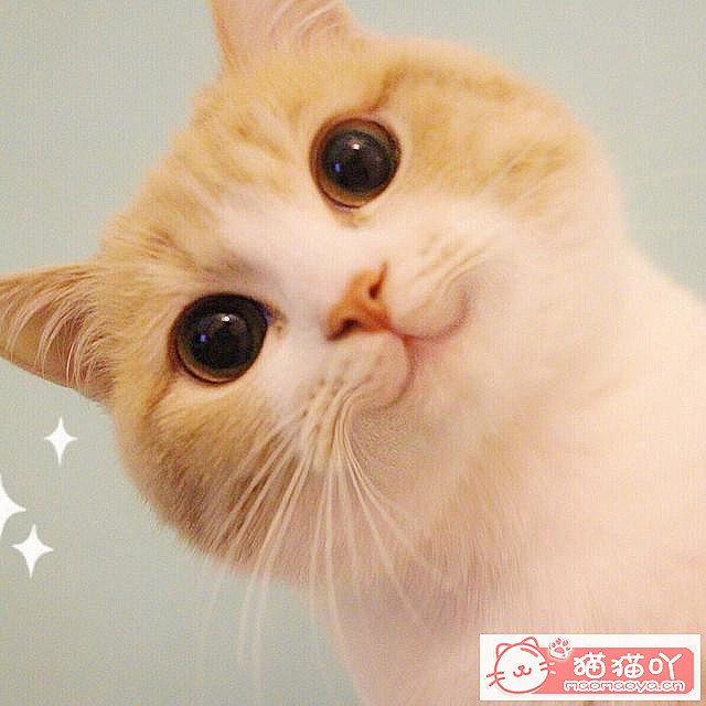 《世界上公认最聪明的5种猫咪》原文配图2