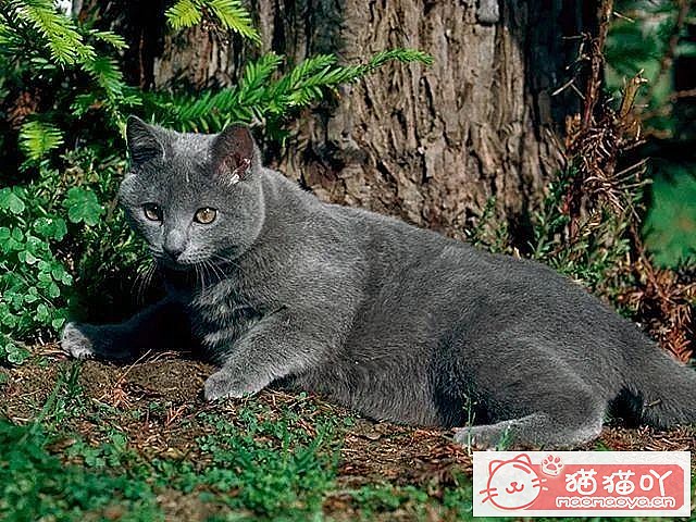 《世界上公认最聪明的5种猫咪》原文配图5