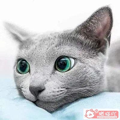 《世界上公认最聪明的5种猫咪》原文配图4