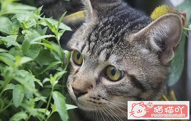 《世界上公认最聪明的5种猫咪》原文配图13