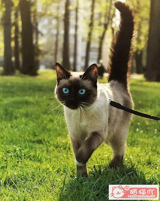 《世界上公认最聪明的5种猫咪》原文配图11