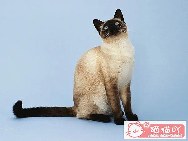 《世界上公认最聪明的5种猫咪》原文配图10