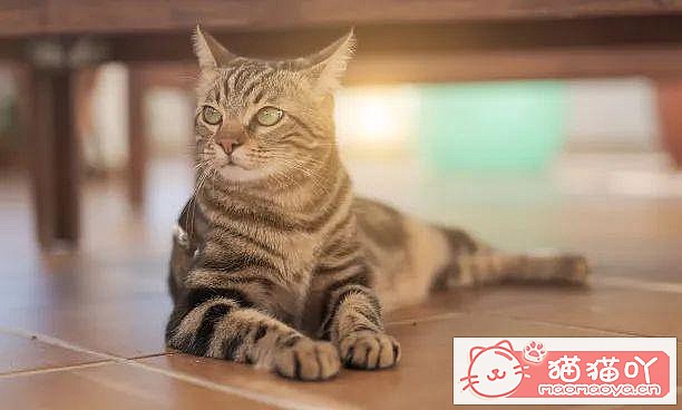 《世界上公认最聪明的5种猫咪》原文配图12