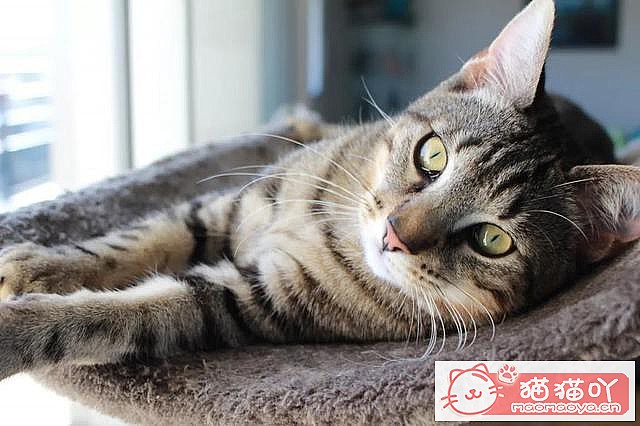 《世界上公认最聪明的5种猫咪》原文配图15