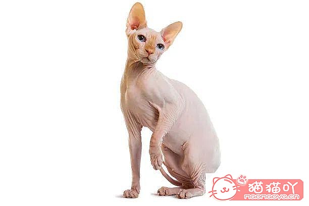 《世界上公认最聪明的5种猫咪》原文配图16