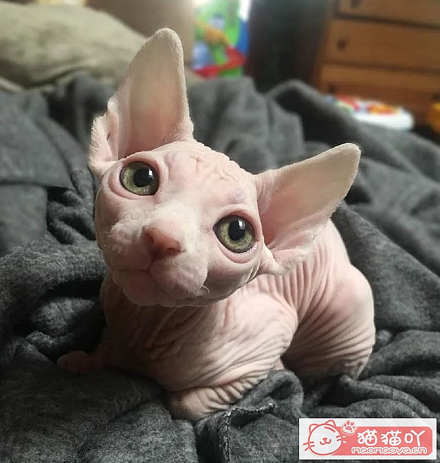 《世界上公认最聪明的5种猫咪》原文配图18