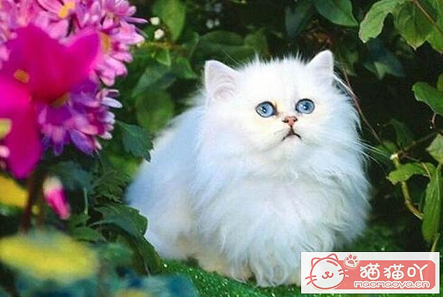 《猫咪智商排名top7》原文配图2