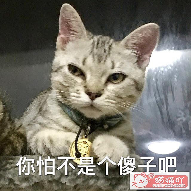《猫咪智商排名top7》原文配图1