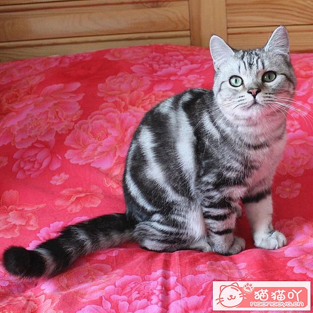 《猫咪智商排名top7》原文配图4