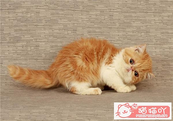 《猫咪智商排名top7》原文配图3