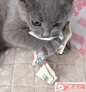 《猫咪智商排名top7》原文配图5